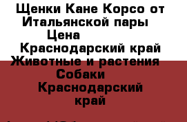 Щенки Кане Корсо от Итальянской пары › Цена ­ 30 000 - Краснодарский край Животные и растения » Собаки   . Краснодарский край